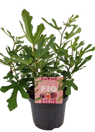Ficus car. 'Little Miss Figgy'