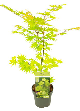 Acer shirasawanum 'Jordan'