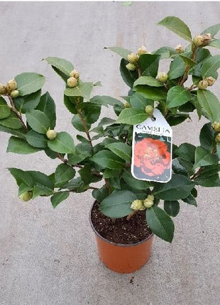 Camellia in cultivars