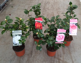 Camellia in cultivars