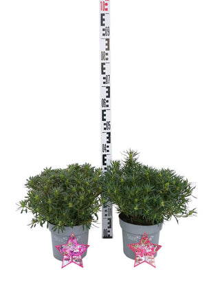 Rhododendron (AJ) 'Starstyle'® i sorter