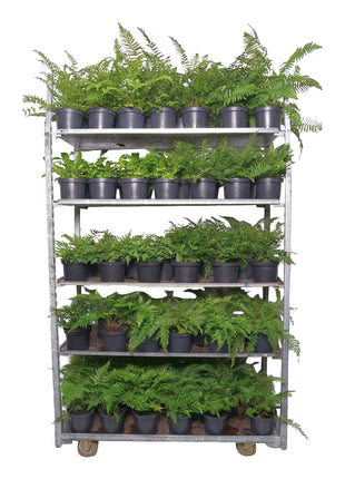 Ferns in cultivars