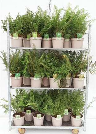 Ferns in cultivars