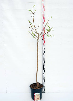 Prunus dulcis