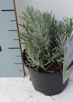 Lavandula ang. 'Dwarf Blue'