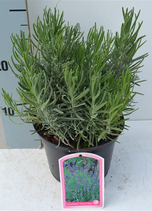 Lavandula ang. 'Dwarf Blue'