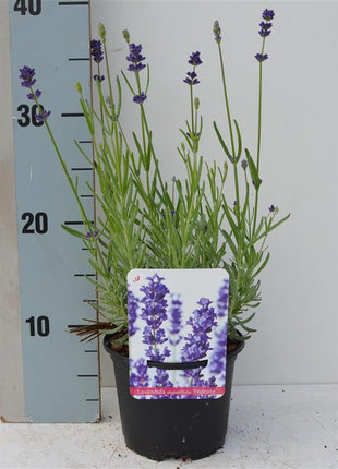 Lavandula ang. 'Hidcote'