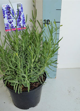 Lavandula ang. 'Hidcote'