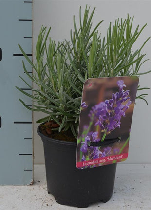 Lavandula ang. 'Munstead'
