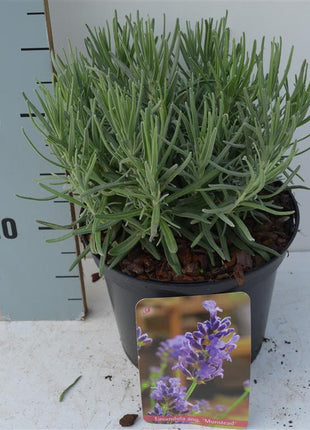 Lavandula ang. 'Munstead'