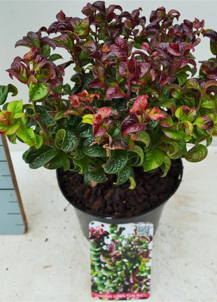 Leucothoe axil. 'Curly Red'