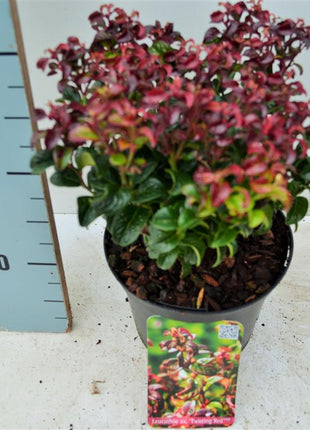 Leucothoe axil. 'Twisting Red'