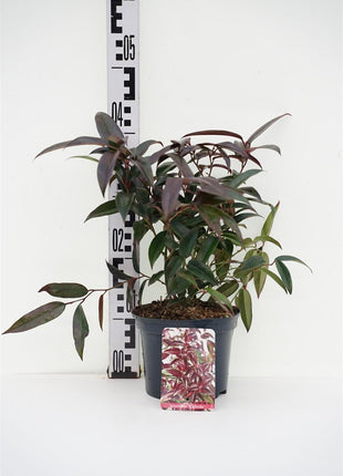 Leucothoe 'Carinella'