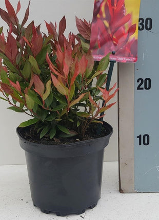 Leucothoe f. 'Little Flames'®