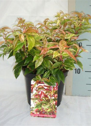 Leucothoe f. 'Makijaz'