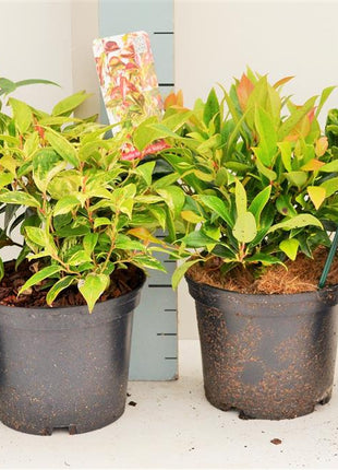 Leucothoe in cultivars