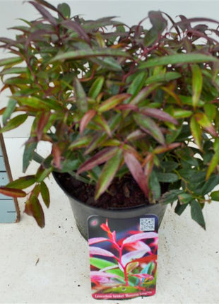 Leucothoe keiskei 'Burning Love'