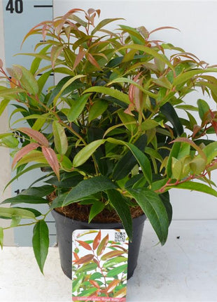 Leucothoe keiskei 'Royal Ruby'