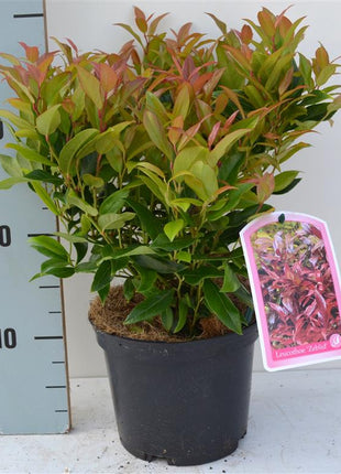 Leucothoe 'Zeblid'