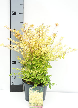 Ligustrum oval. 'Lemon and Lime'