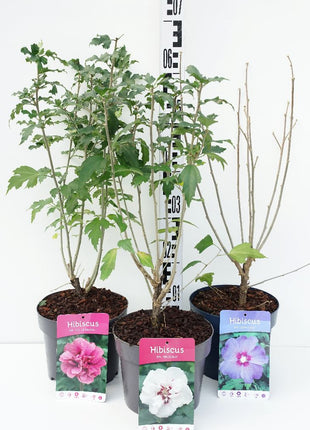 Hibiscus in cultivars