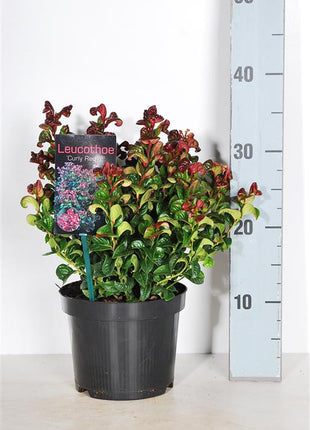 Leucothoe axil. 'Curly Red'