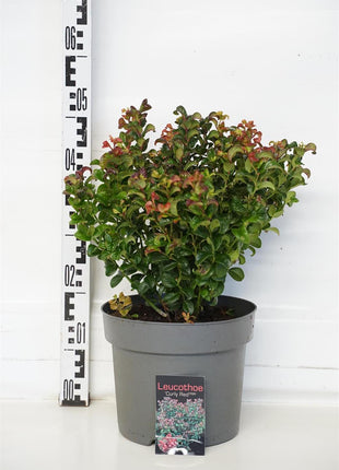 Leucothoe axil. 'Curly Red'