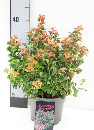 Leucothoe axil. 'Curly Red'