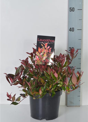 Leucothoe axil. 'Little Flames'