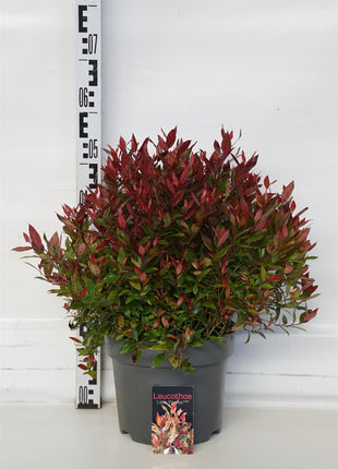 Leucothoe axil. 'Little Flames'