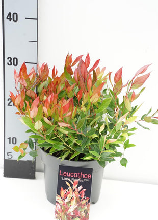 Leucothoe axil. 'Little Flames'