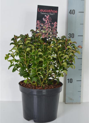 Leucothoe axil. 'Twisting Red'