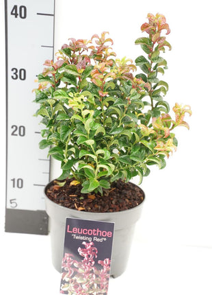 Leucothoe axil. 'Twisting Red'