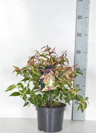 Leucothoe f. 'Makijaz'