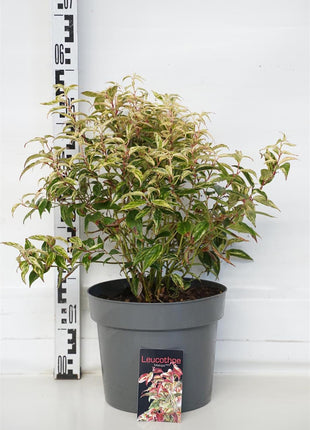 Leucothoe f. 'Makijaz'