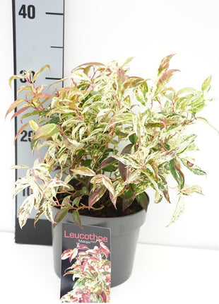 Leucothoe f. 'Makijaz'