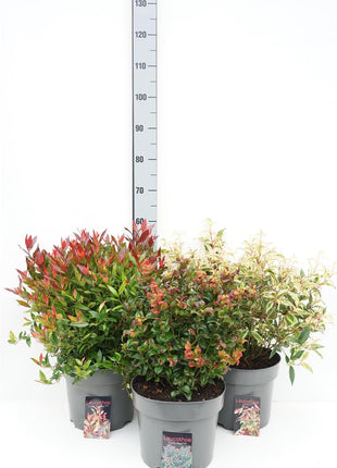 Leucothoe in cultivars
