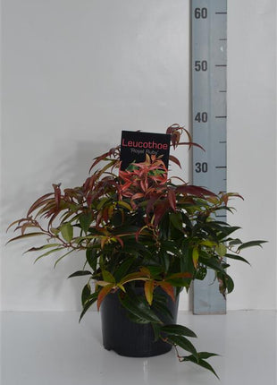 Leucothoe keiskei 'Royal Ruby'