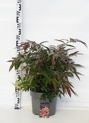 Leucothoe keiskei 'Royal Ruby'