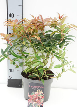 Leucothoe keiskei 'Royal Ruby'
