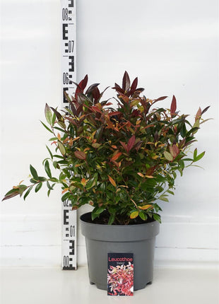Leucothoe 'Zeblid'