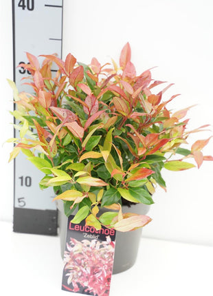Leucothoe 'Zeblid'