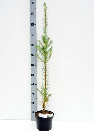Larix kaempf. 'Jakobsen's Pyramid'