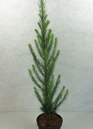 Larix kaempf. 'Jakobsen's Pyramid'