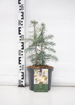 Abies concolor