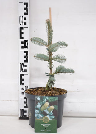 Abies procera 'Glauca'