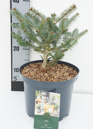 Abies koreana 'Blue Emperor'