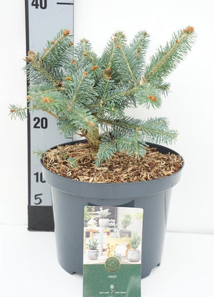 Abies lasiocarpa 'Compacta'