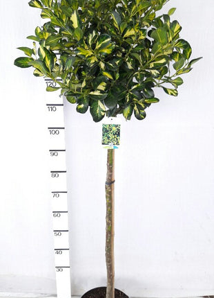 Ilex altacl. 'Lawsoniana'