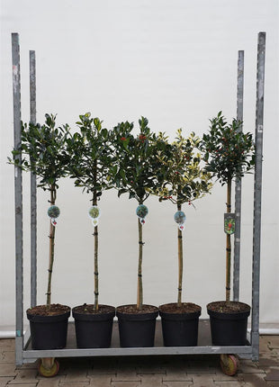Ilex in cultivars